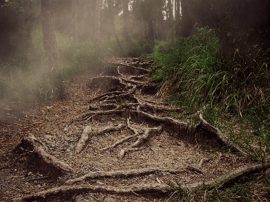 Tree nature forest path Photo