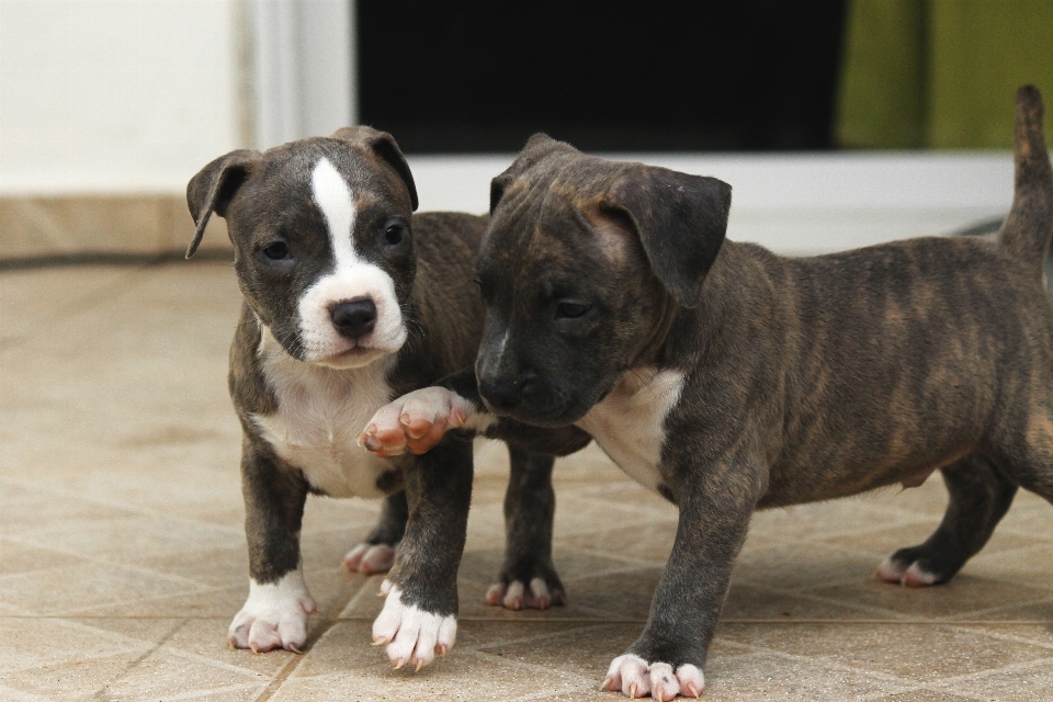 Köpek yavrusu hayvan sevimli