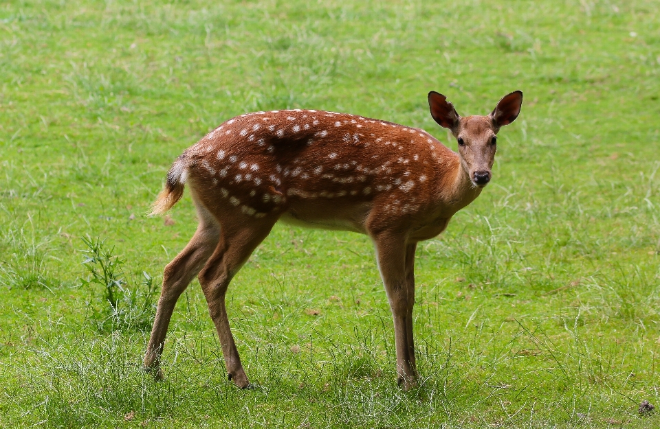 Meadow prairie animal wildlife