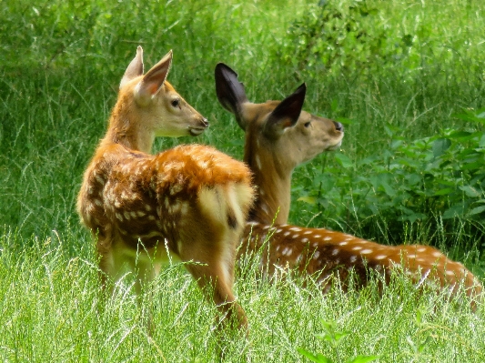 Grass meadow prairie animal Photo