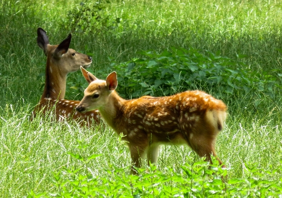 Meadow animal wildlife wild Photo