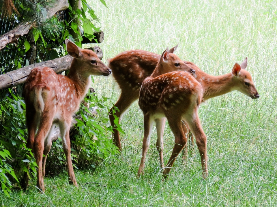 Meadow prairie animal wildlife