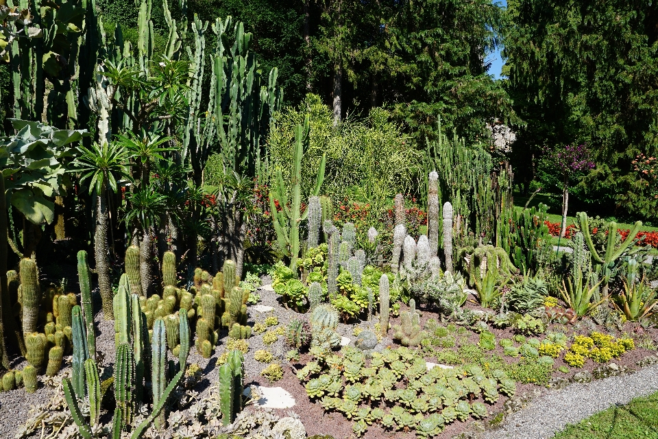 Naturaleza cactus
 planta flor