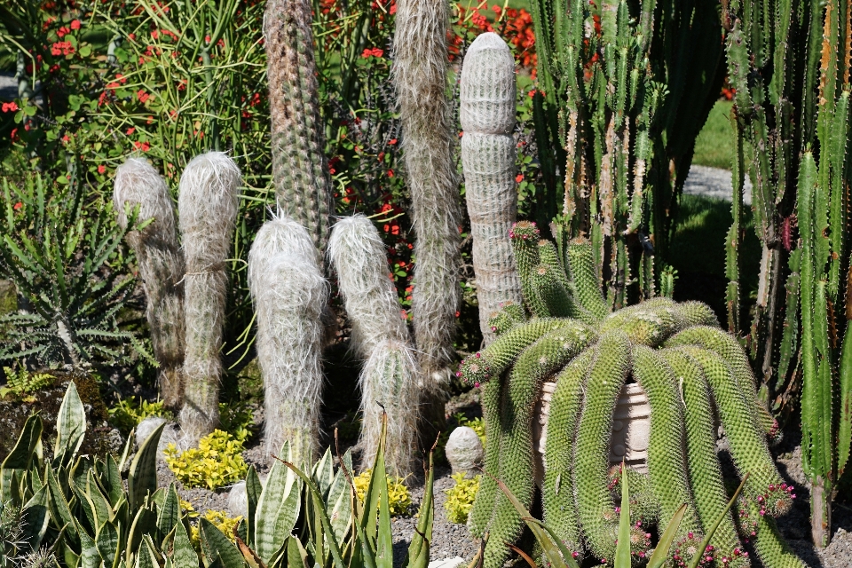 Nature cactus plant flower