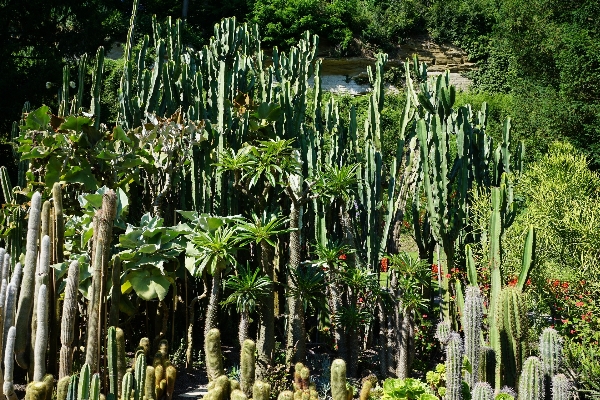 Foto Natureza cacto
 plantar flor