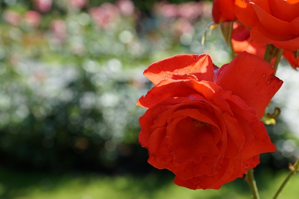 Blossom plant leaf flower Photo