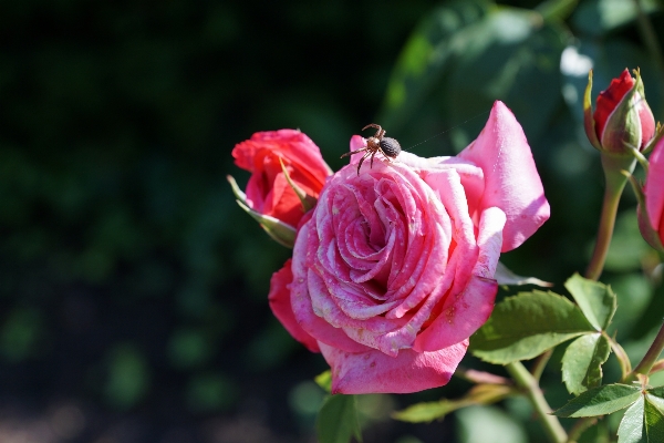 Blossom plant flower petal Photo