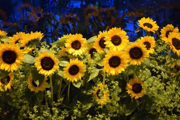 Plant field flower yellow Photo