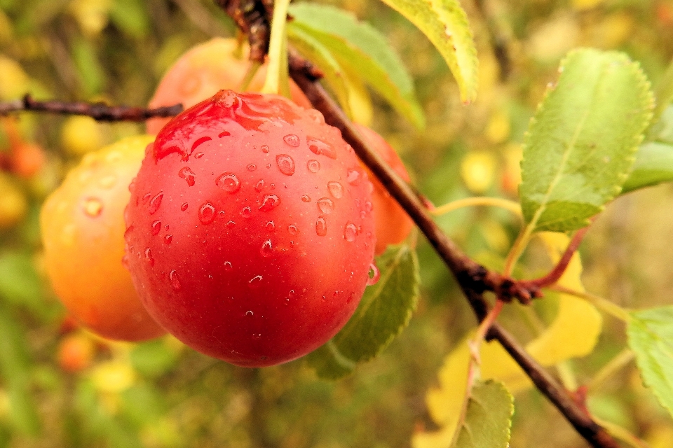 Apple ブランチ 花 植物