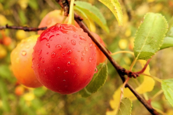 Apple branch blossom plant Photo