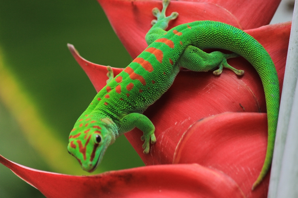 Flower green red reptile