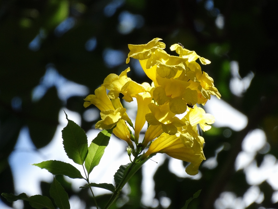 Tree nature branch blossom