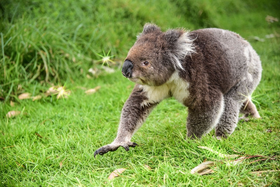 Nature animal bear wildlife