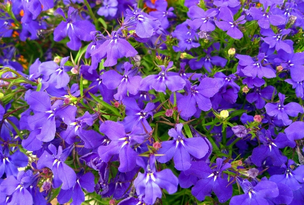 Foto Plantar flor verão azul