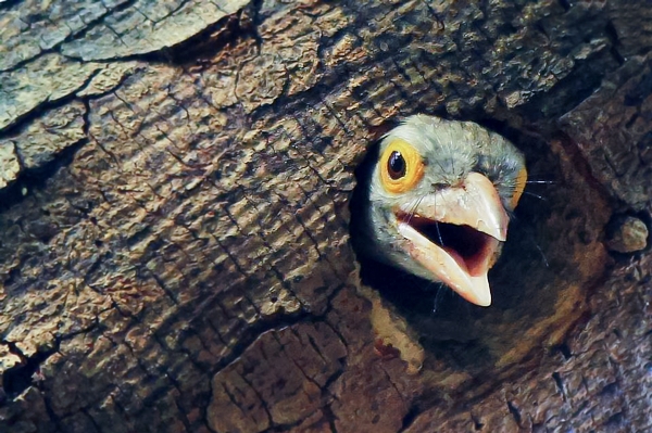 Tree nature outdoor bird Photo