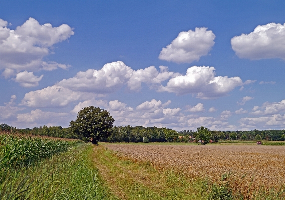 Photo Paysage arbre nature forêt