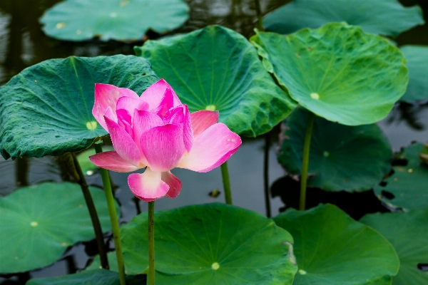 Plant leaf flower petal Photo