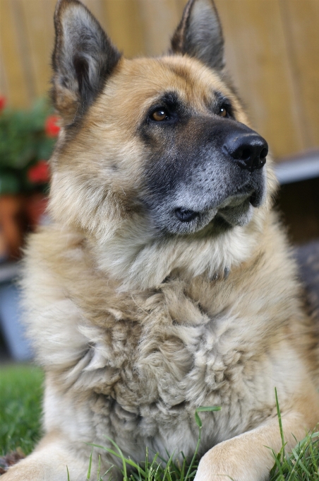 Cachorro animal bonitinho mamífero