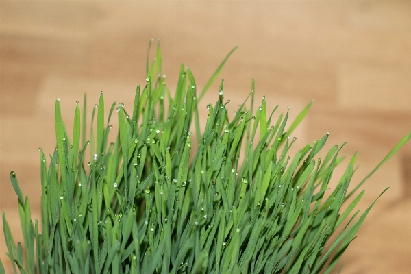 Grass plant lawn leaf Photo