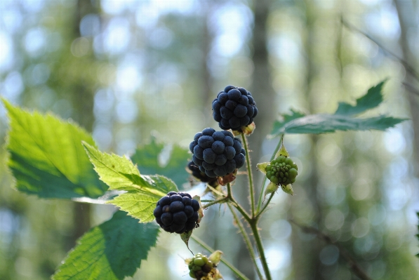 Tree nature forest branch Photo