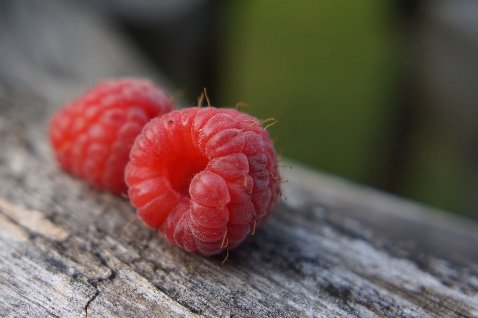 Planta fotografía frambuesa fruta