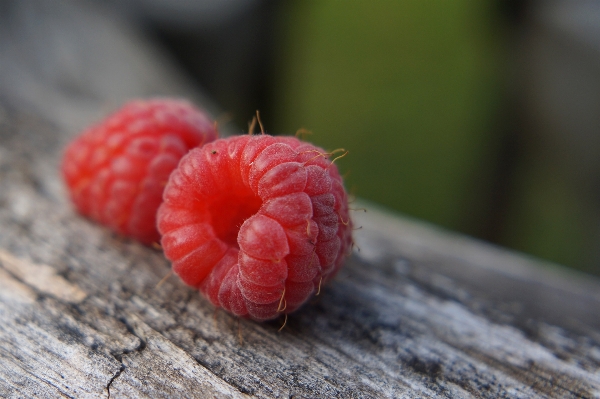 Plant photography raspberry fruit Photo