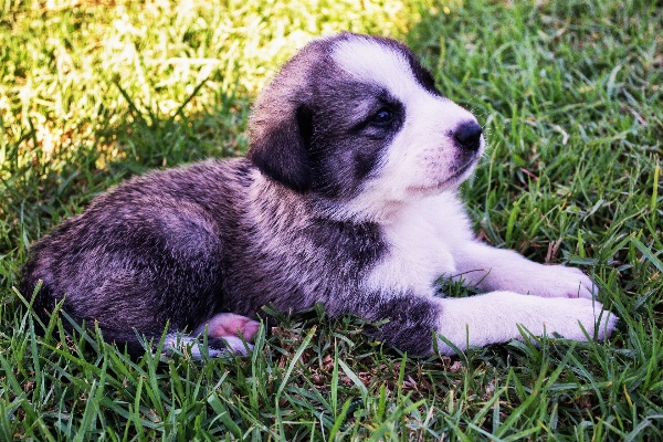 Hair white puppy dog Photo