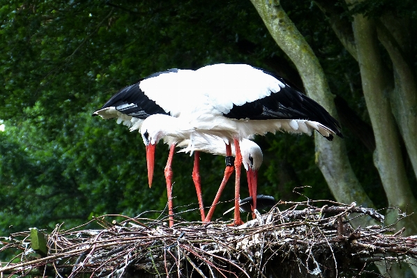 Foto Alam burung sayap margasatwa