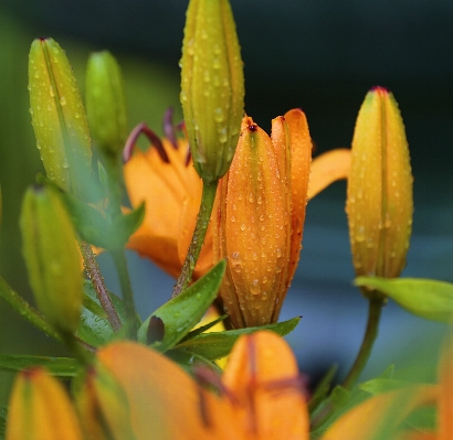 Nature plant leaf flower Photo