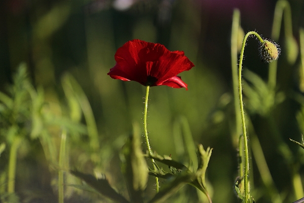 Nature grass plant field Photo