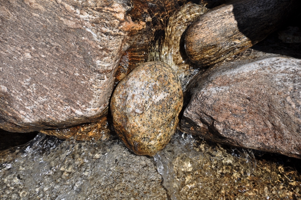 Tree water nature rock