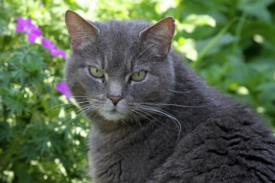 Animal bicho de estimação gato mamífero