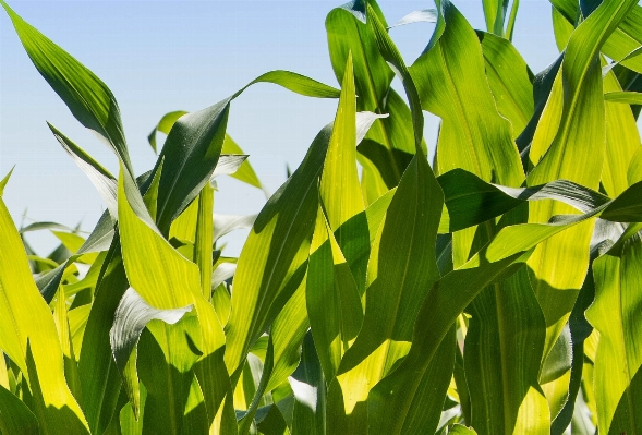 Nature grass plant field Photo