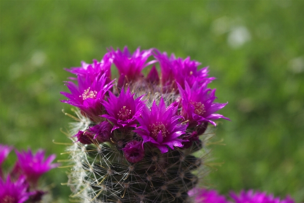 Grass blossom cactus plant Photo