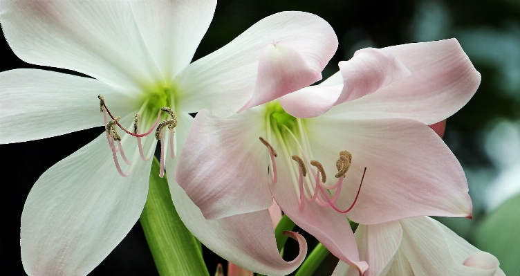 Foto Natura fiore pianta bianco