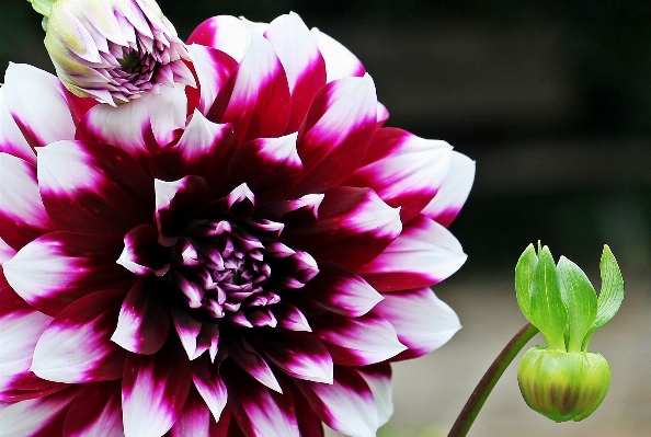 Nature blossom plant white Photo