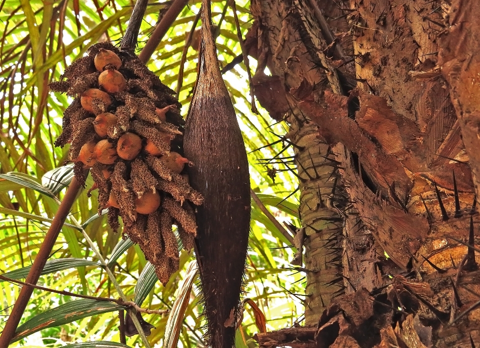 Albero ramo pianta legna