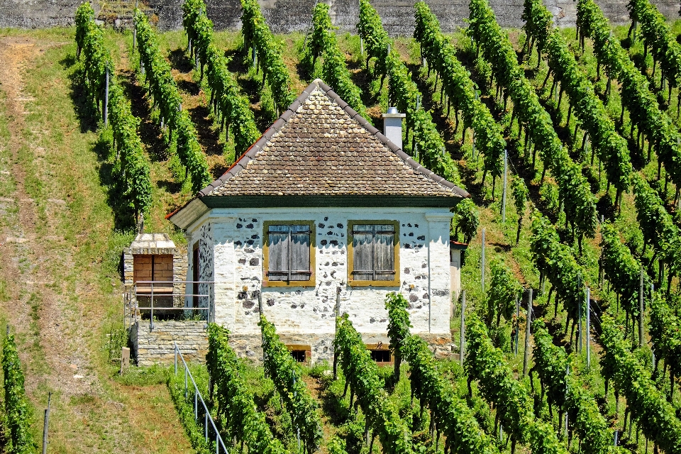 Paesaggio albero pianta vigneti