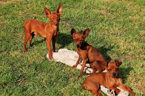 Puppy dog animal brown Photo