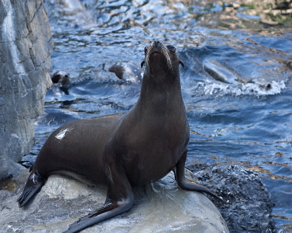 Mer océan faune zoo