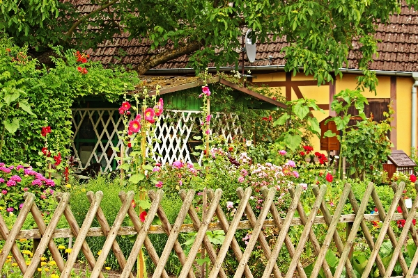 Nature fence plant lawn Photo