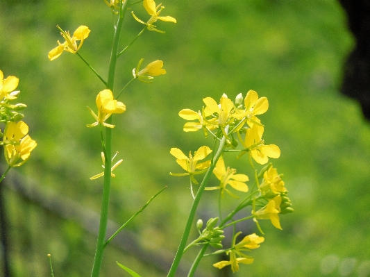 Landscape blossom plant meadow Photo