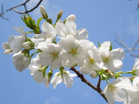 Landscape branch blossom plant Photo