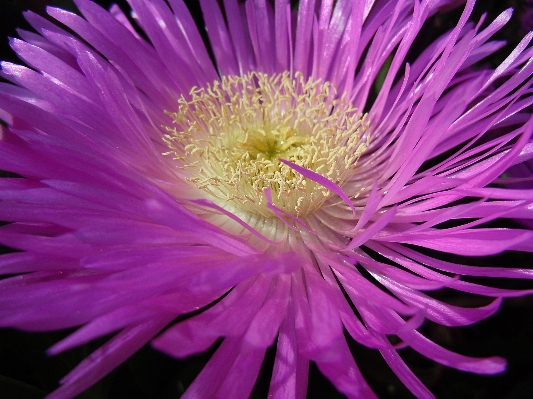 Nature blossom plant flower Photo