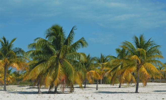 Beach landscape tree nature Photo