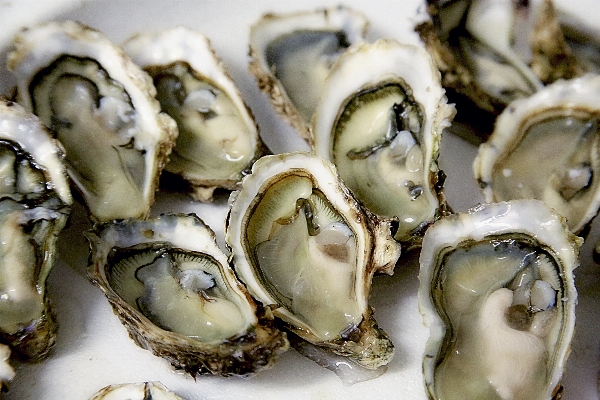 Food oyster seafood fish Photo