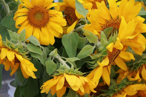 Blossom plant sun flower Photo