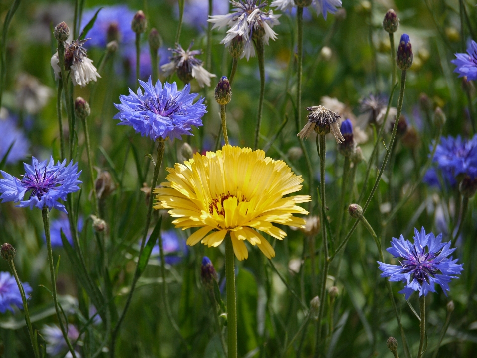 Nature usine champ prairie
