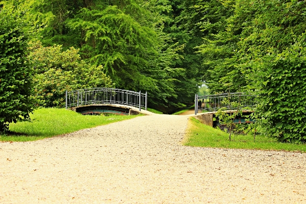 Foto Paesaggio albero erba ponte