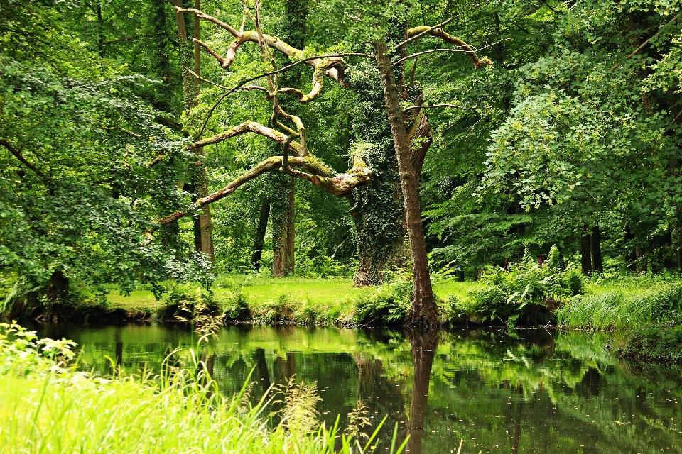 Tree water forest swamp